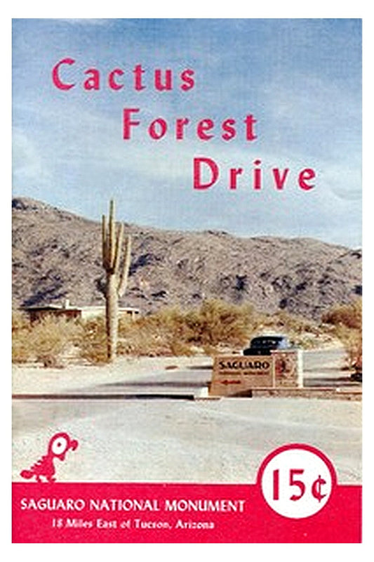 Cactus Forest Drive, Saguaro National Monument