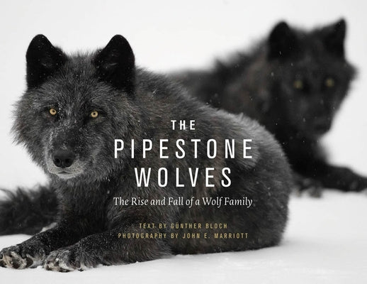 The Pipestone Wolves: The Rise and Fall of a Wolf Family by Bloch, G&#195;&#188;nther