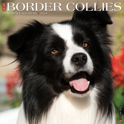 Just Border Collies 2024 12 X 12 Wall Calendar by Willow Creek Press