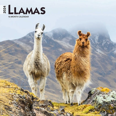 Llamas 2024 Square by Browntrout