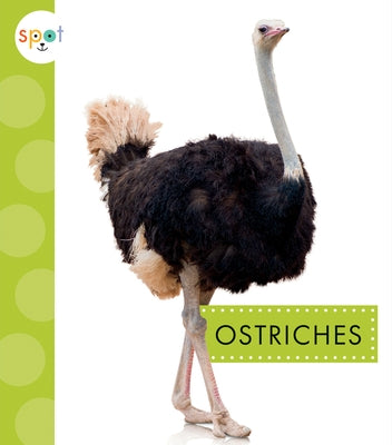 Ostriches by Amstutz, Lisa