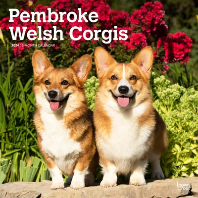Welsh Corgis, Pembroke 2024 Square by Browntrout