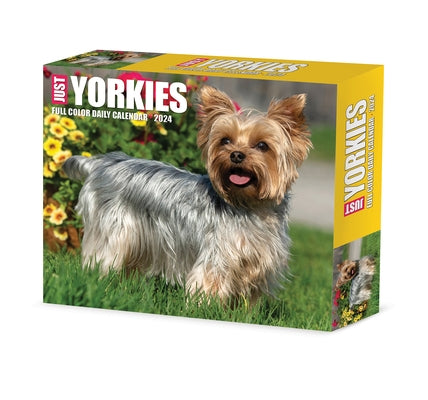 Yorkies 2024 6.2 X 5.4 Box Calendar by Willow Creek Press