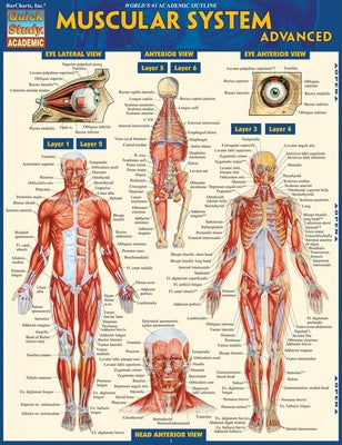 Muscular System Advanced: Quickstudy Laminated Reference Guide by Perez, Vincent