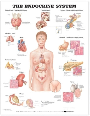The Endocrine System Anatomical Chart by Anatomical Chart Company
