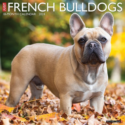 Just French Bulldogs 2024 12 X 12 Wall Calendar by Willow Creek Press
