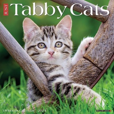 Just Tabby Cats 2024 12 X 12 Wall Calendar by Willow Creek Press