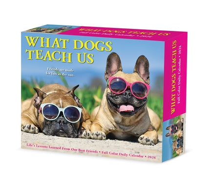 What Dogs Teach Us 2024 6.2 X 5.4 Box Calendar by Willow Creek Press