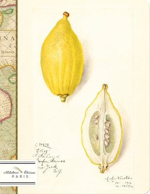 Citrus: Watercolors of Lemons by Amanda Almira Newton (1860-1943) by Alibabette Editions Paris