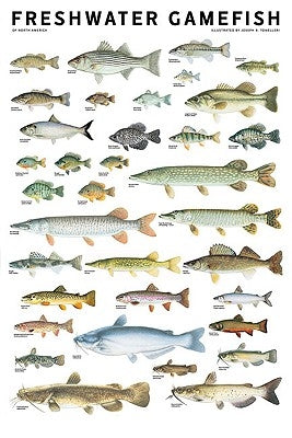 Freshwater Gamefish of North America Poster by Tomelleri, Joseph R.