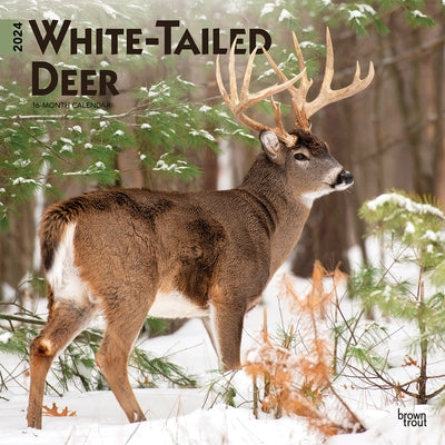 White Tailed Deer 2024 Square by Browntrout
