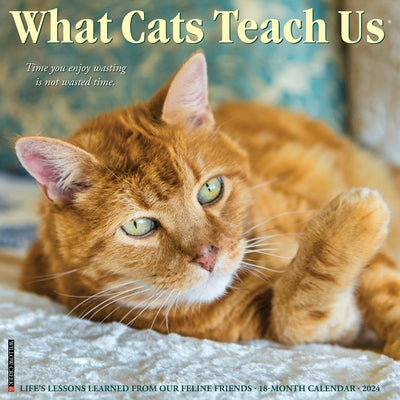 What Cats Teach Us 2024 12 X 12 Wall Calendar by Willow Creek Press