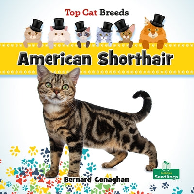 American Shorthair by Conaghan, Bernard