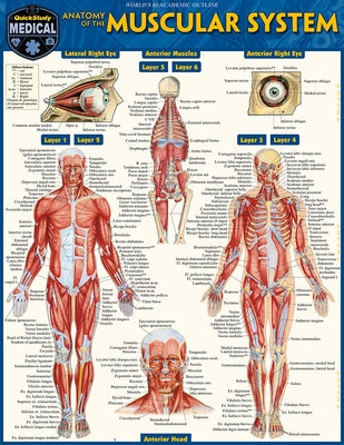 Anatomy of the Muscular System: A Quickstudy Laminated Reference Guide by Perez, Vincent