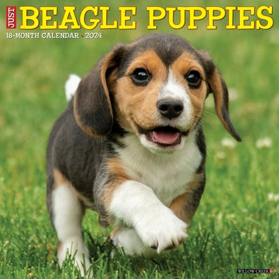 Just Beagle Puppies 2024 12 X 12 Wall Calendar by Willow Creek Press