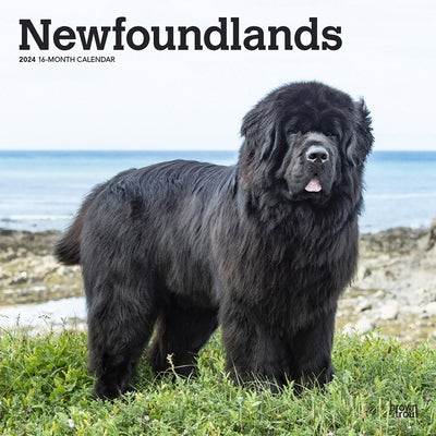 Newfoundlands 2024 Square by Browntrout