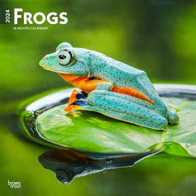 Frogs 2024 Square by Browntrout
