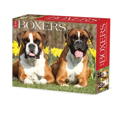 Boxers 2024 6.2 X 5.4 Box Calendar by Willow Creek Press