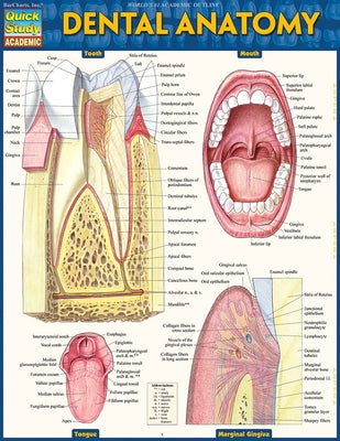 Dental Anatomy: Quickstudy Laminated Reference Guide by Perez, Vincent