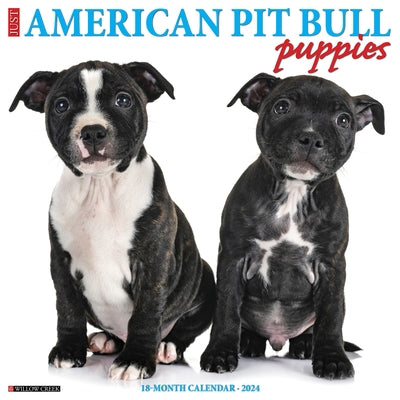 Just American Pit Bull Terrier Puppies 2024 12 X 12 Wall Calendar by Willow Creek Press
