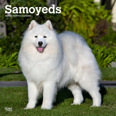 Samoyeds 2024 Square by Browntrout