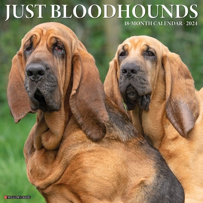 Just Bloodhounds 2024 12 X 12 Wall Calendar by Willow Creek Press