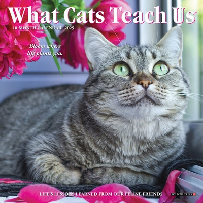 What Cats Teach Us 2025 7 X 7 Mini Wall Calendar by Willow Creek Press