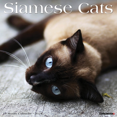 Siamese Cats 2024 12 X 12 Wall Calendar by Willow Creek Press