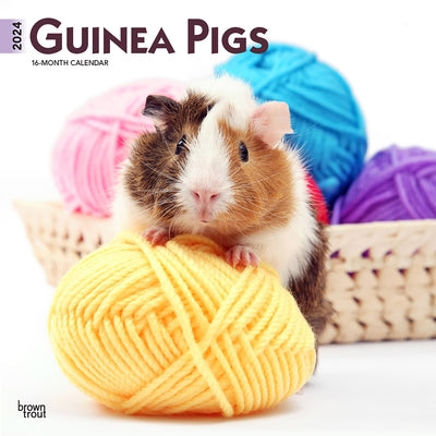 Guinea Pigs 2024 Square by Browntrout