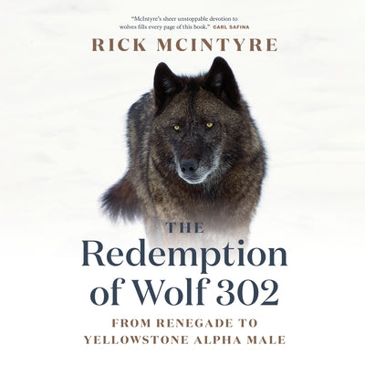 The Redemption of Wolf 302: From Renegade to Yellowstone Alpha Male by McIntyre, Rick