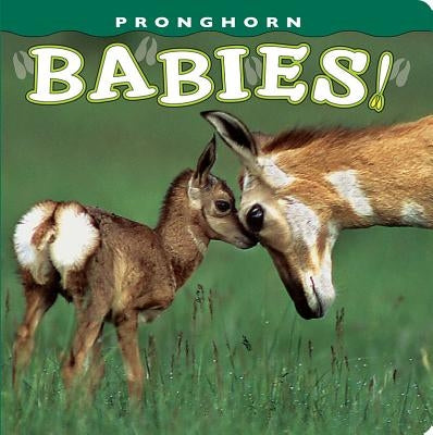 Pronghorn Babies! by Kettlewell, Dick