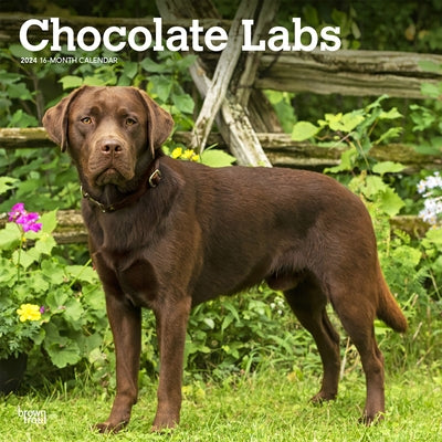 Labrador Retrievers, Chocolate 2024 Square by Browntrout