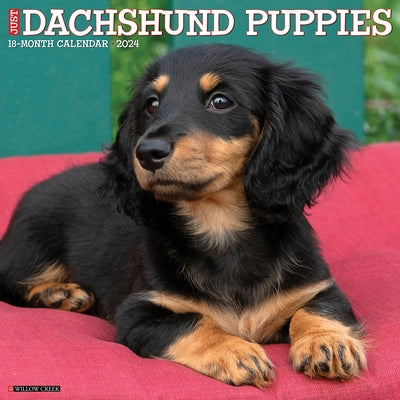 Just Dachshund Puppies 2024 12 X 12 Wall Calendar by Willow Creek Press