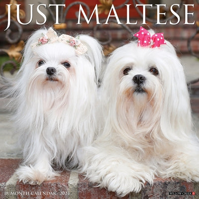 Just Maltese 2024 12 X 12 Wall Calendar by Willow Creek Press