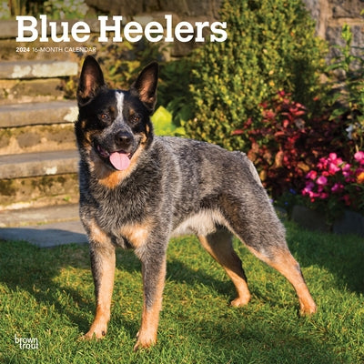 Blue Heelers 2024 Square by Browntrout