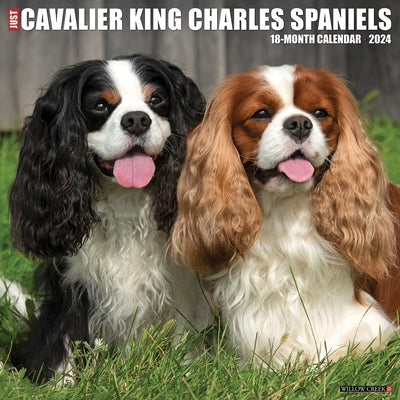 Just Cavalier King Charles Spaniels 2024 12 X 12 Wall Calendar by Willow Creek Press