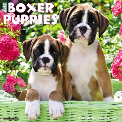 Just Boxer Puppies 2024 12 X 12 Wall Calendar by Willow Creek Press