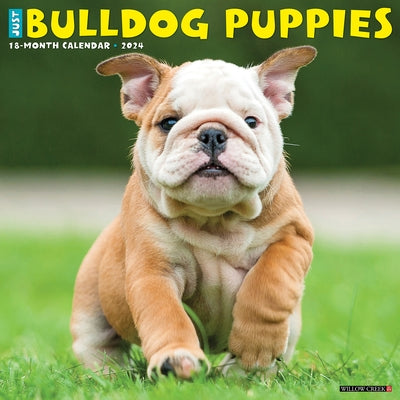 Just Bulldog Puppies 2024 12 X 12 Wall Calendar by Willow Creek Press