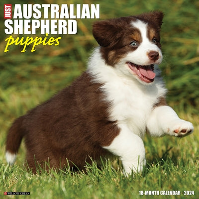 Just Australian Shepherd Puppies 2024 12 X 12 Wall Calendar by Willow Creek Press