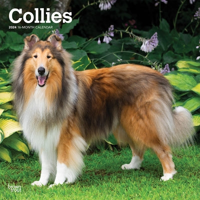 Collies 2024 Square by Browntrout