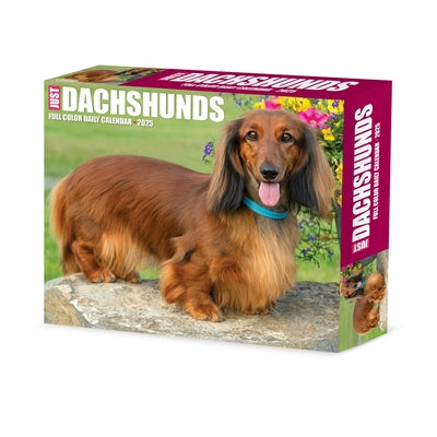 Dachshunds 2025 6.2 X 5.4 Box Calendar by Willow Creek Press