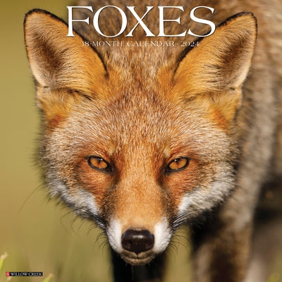 Foxes 2024 12 X 12 Wall Calendar by Willow Creek Press