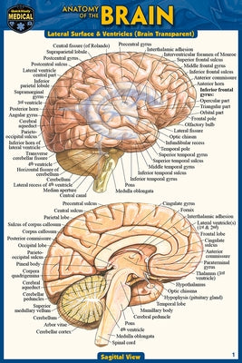 Anatomy of the Brain (Pocket-Sized Edition - 4x6 Inches) by Perez, Vincent