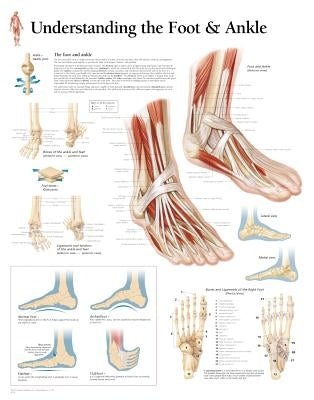 Understanding the Foot & Ankle Chart: Wall Chart by Scientific Publishing