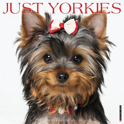 Just Yorkies 2024 12 X 12 Wall Calendar by Willow Creek Press