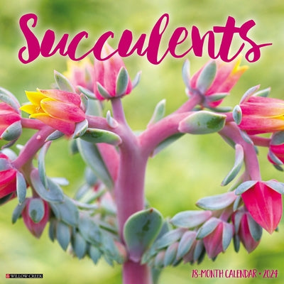 Succulents 2024 12 X 12 Wall Calendar by Willow Creek Press