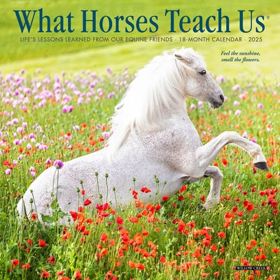 What Horses Teach Us 2025 7 X 7 Mini Wall Calendar by Willow Creek Press