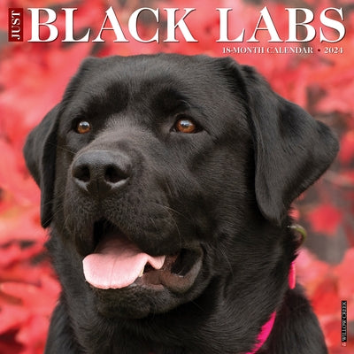 Just Black Labs 2024 12 X 12 Wall Calendar by Willow Creek Press