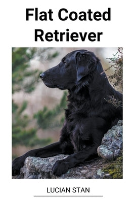 Flat Coated Retriever by Stan, Lucian