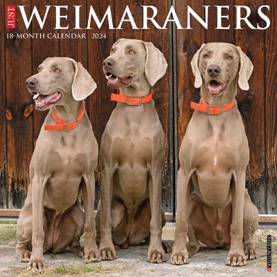 Just Weimaraners 2024 12 X 12 Wall Calendar by Willow Creek Press